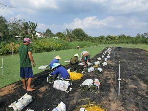 Dịch Vụ Trồng Cỏ, Trồng Cây Xanh Bình Dương